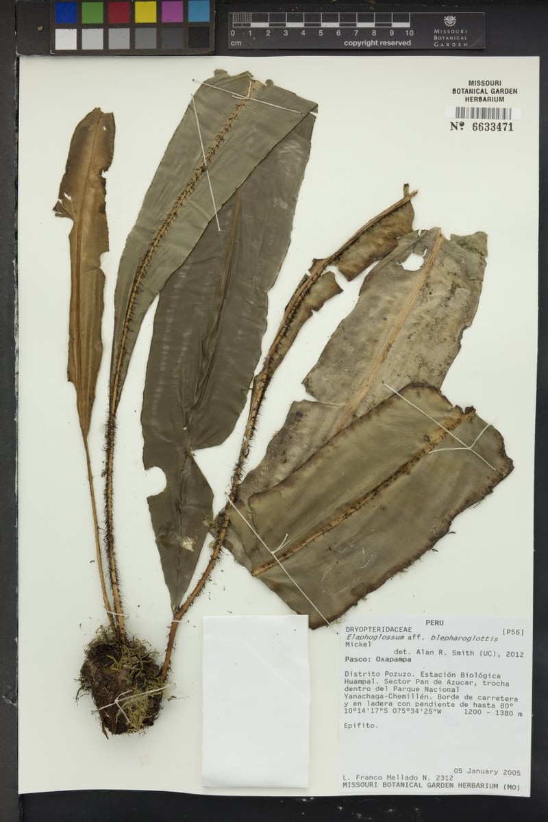 Elaphoglossum blepharoglottis photo 2