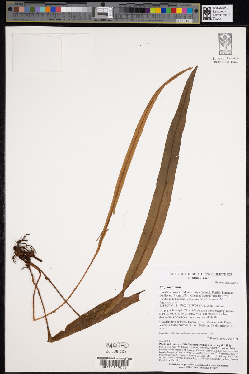 Elaphoglossum blumeanum photo 2
