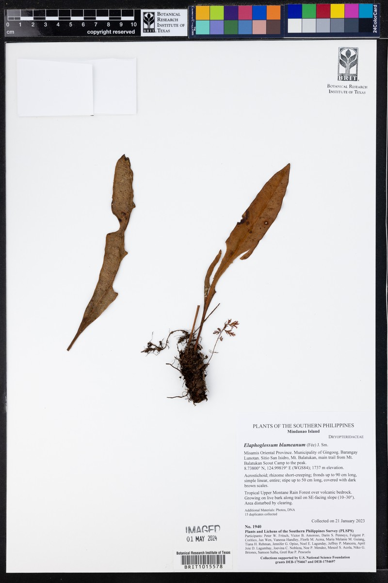 Elaphoglossum blumeanum photo 3