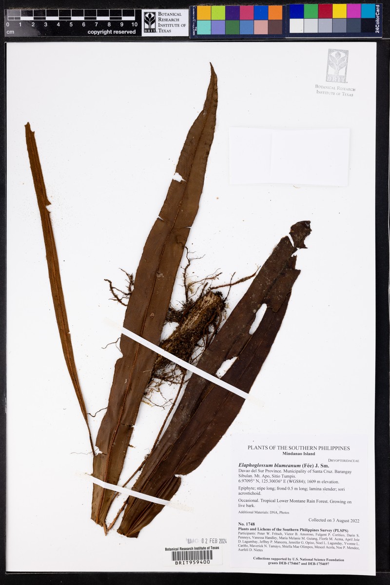 Elaphoglossum blumeanum photo 4
