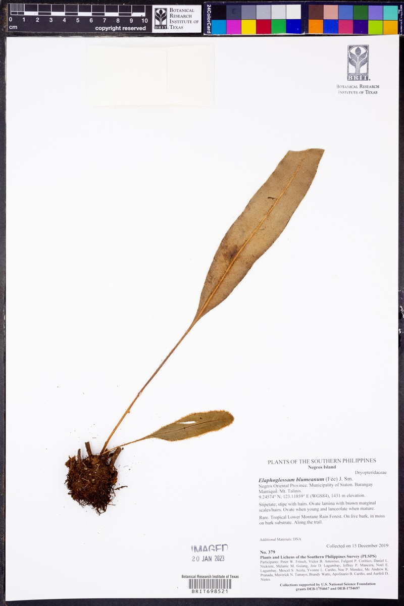 Elaphoglossum blumeanum photo 5