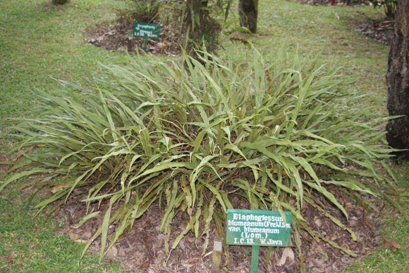 Elaphoglossum blumeanum