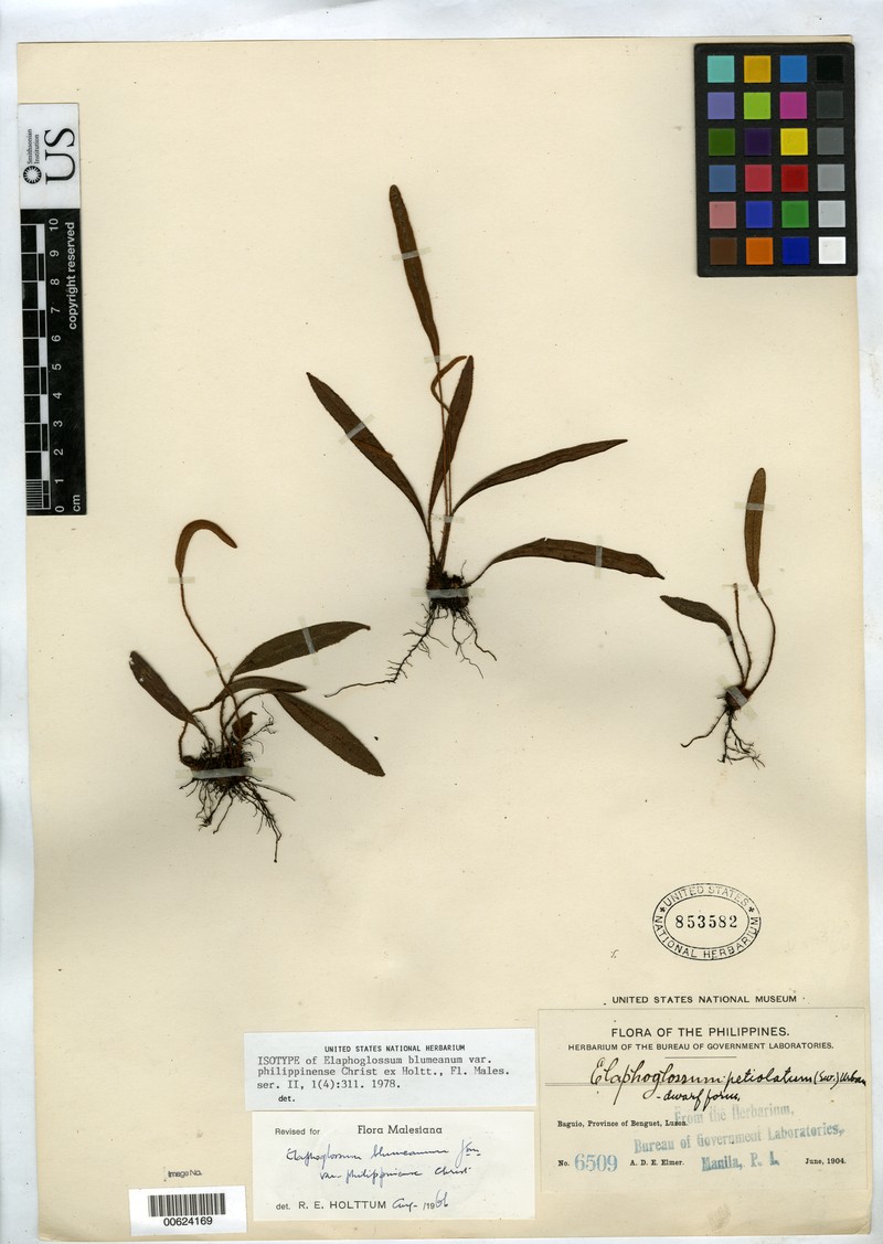 Elaphoglossum blumeanum photo 6