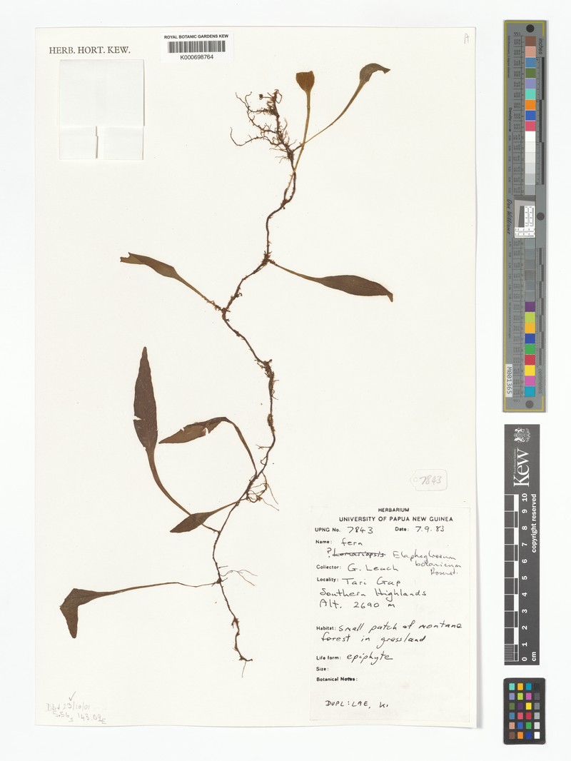 Elaphoglossum bolanicum