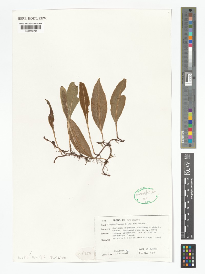 Elaphoglossum bolanicum photo 2