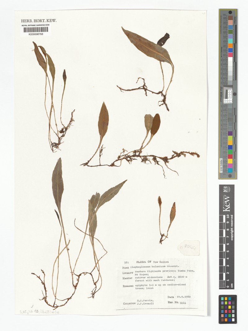Elaphoglossum bolanicum photo 3