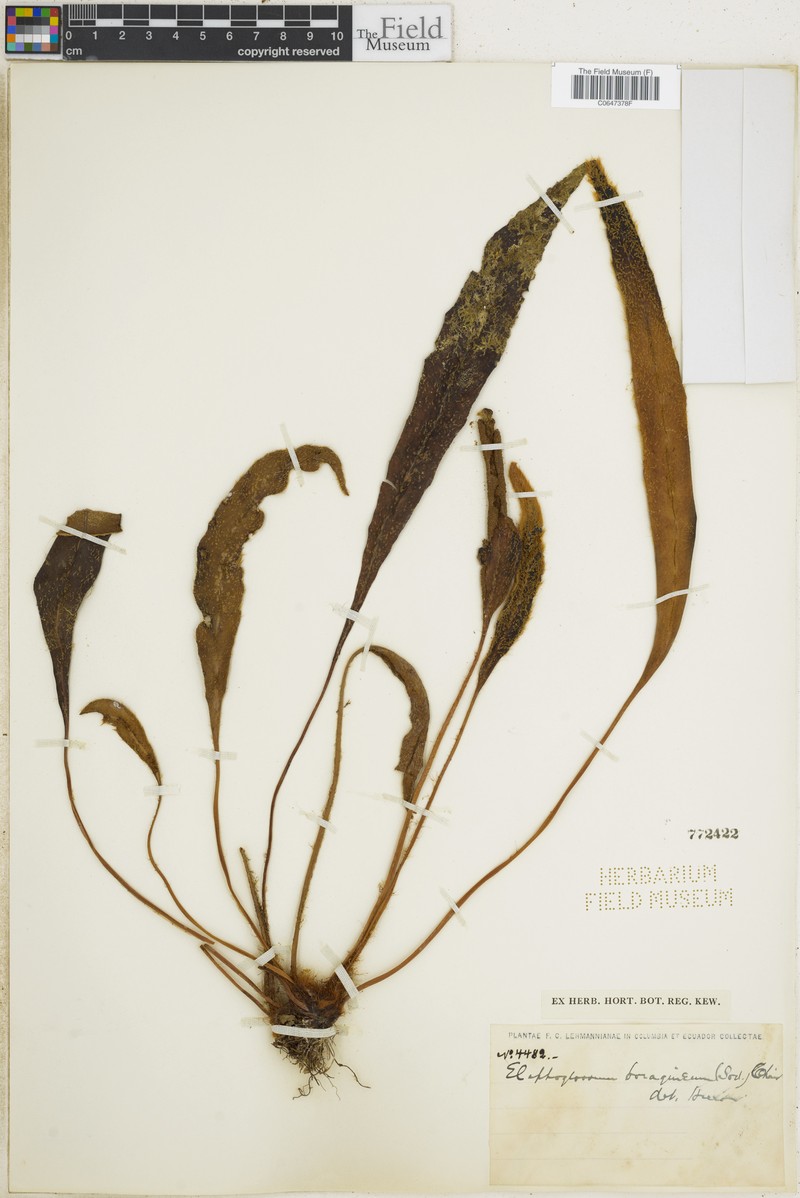 Elaphoglossum bolliviani