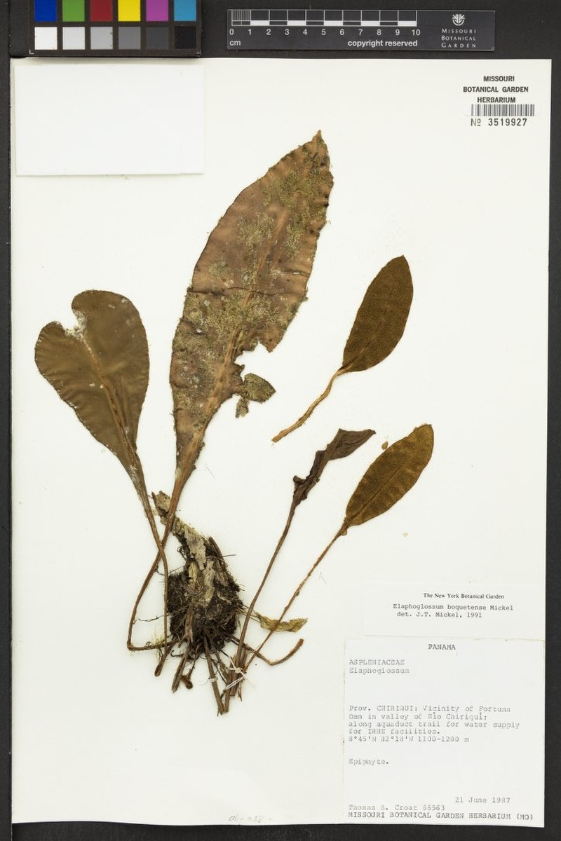 Elaphoglossum boquetense