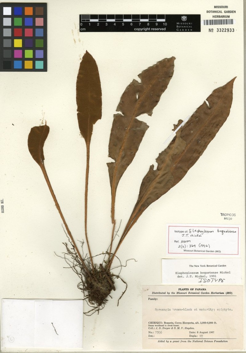 Elaphoglossum boquetense photo 2