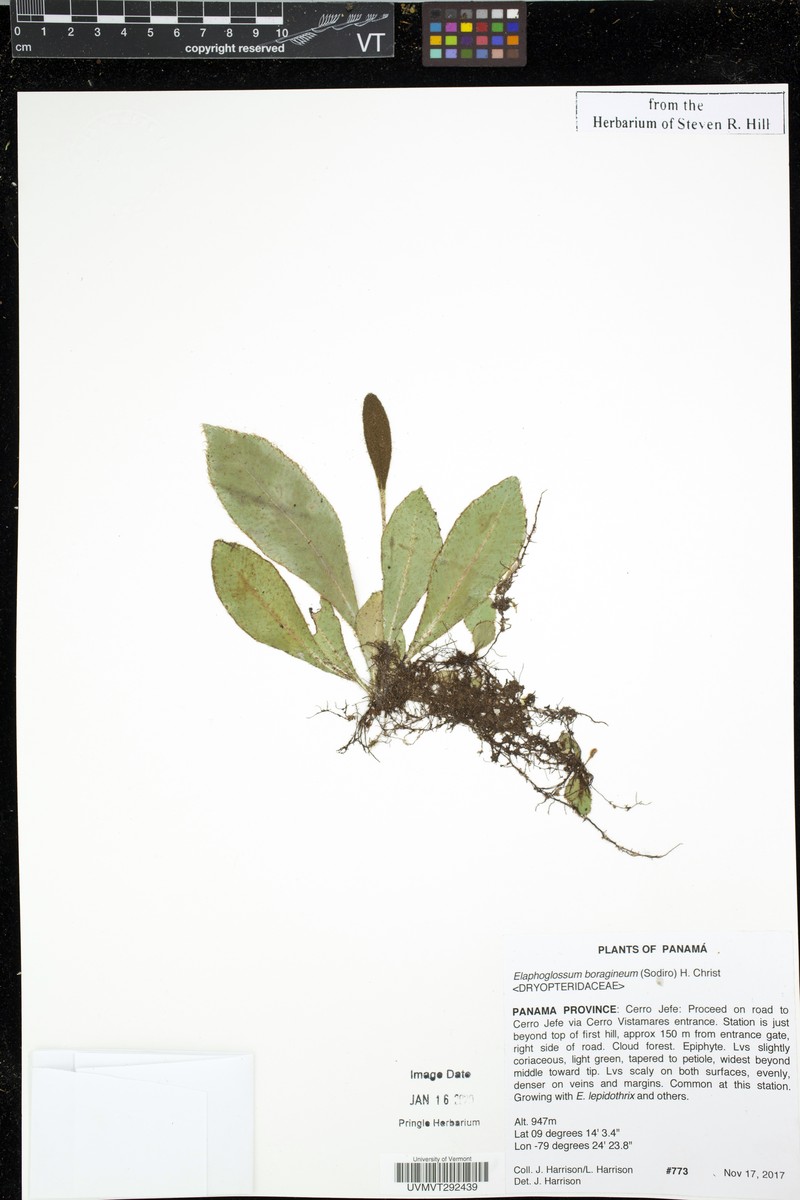 Elaphoglossum boragineum