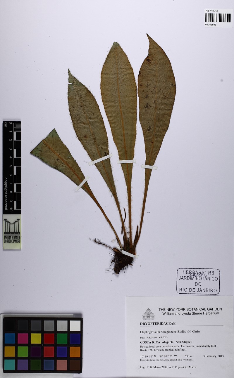 Elaphoglossum boragineum photo 2