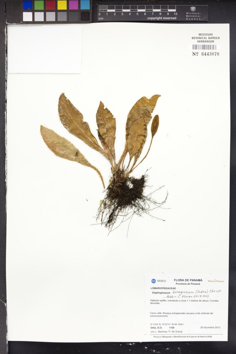 Elaphoglossum boragineum photo 3