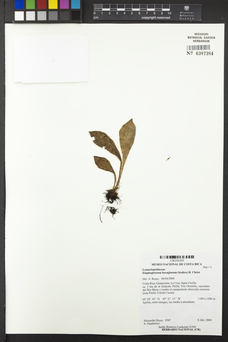 Elaphoglossum boragineum photo 4