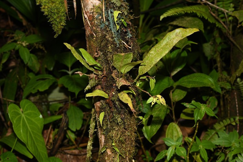 Elaphoglossum boryanum