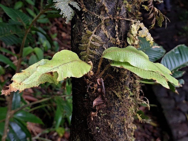 Elaphoglossum boryanum photo 2