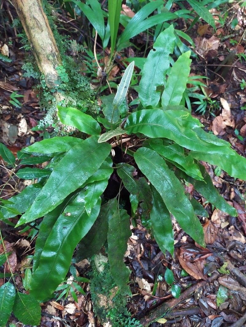 Elaphoglossum boryanum photo 3
