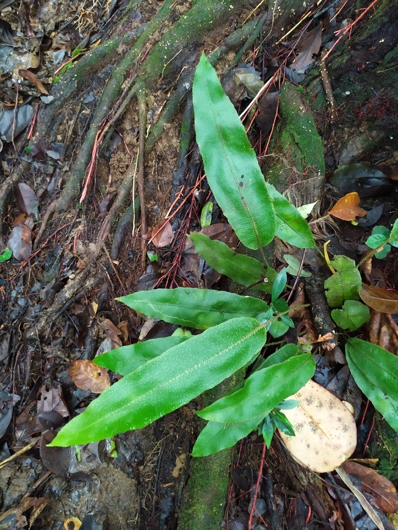 Elaphoglossum boryanum photo 4