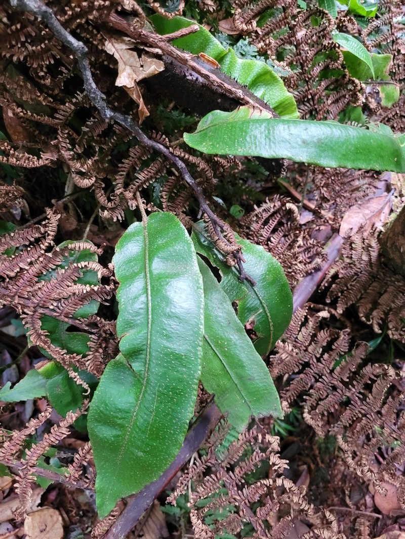 Elaphoglossum boryanum photo 5