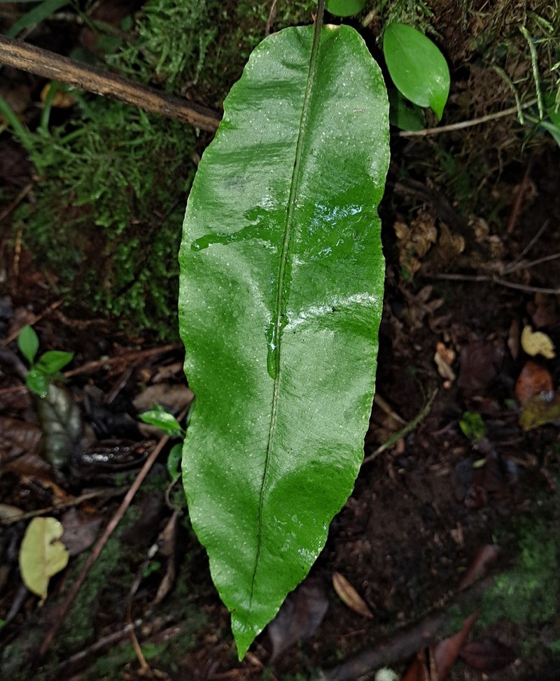 Elaphoglossum boryanum photo 6
