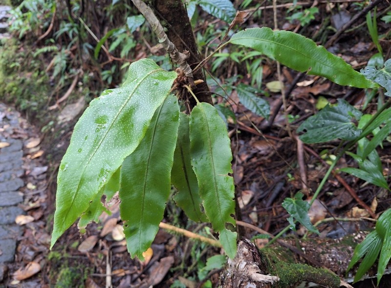 Elaphoglossum boryanum photo 7