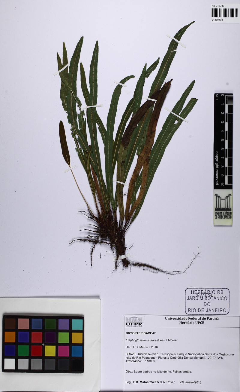 Elaphoglossum brachyneuron