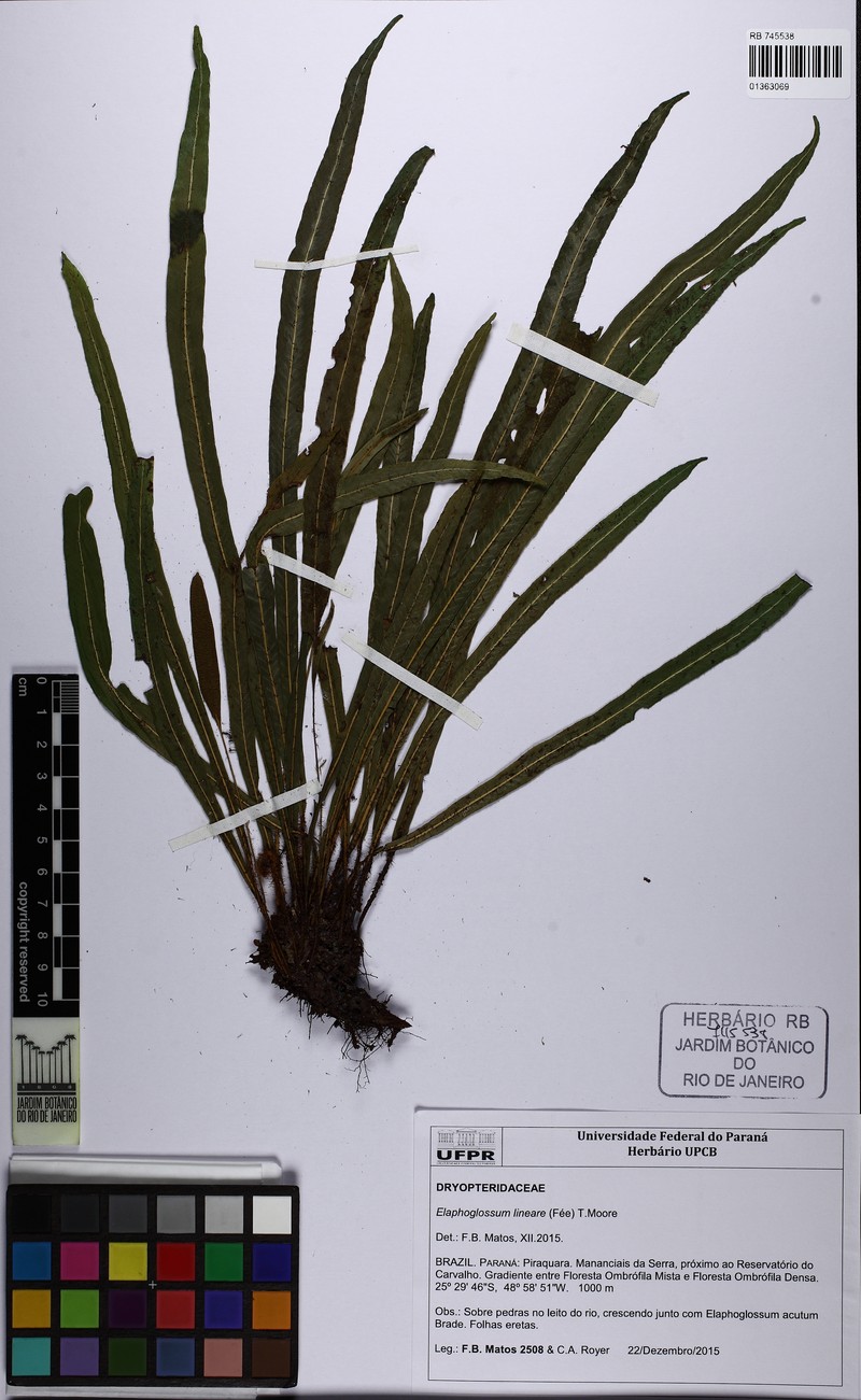 Elaphoglossum brachyneuron photo 2