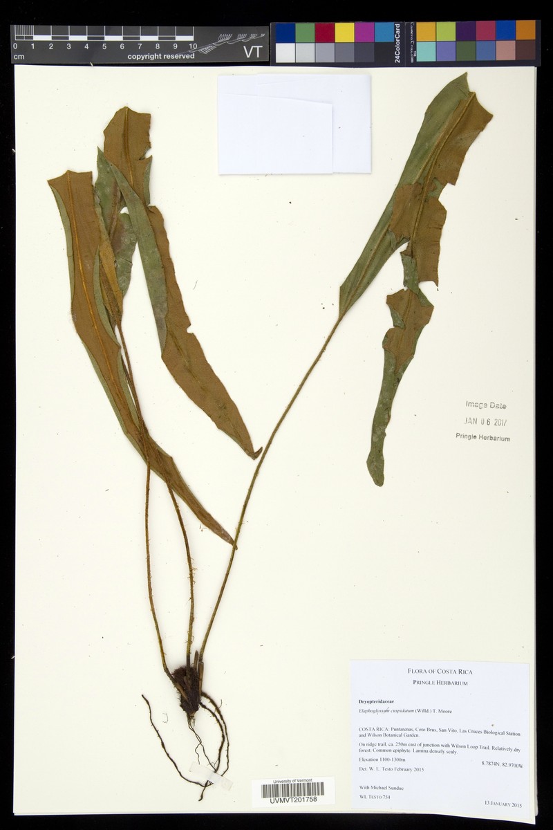 Elaphoglossum brenesii