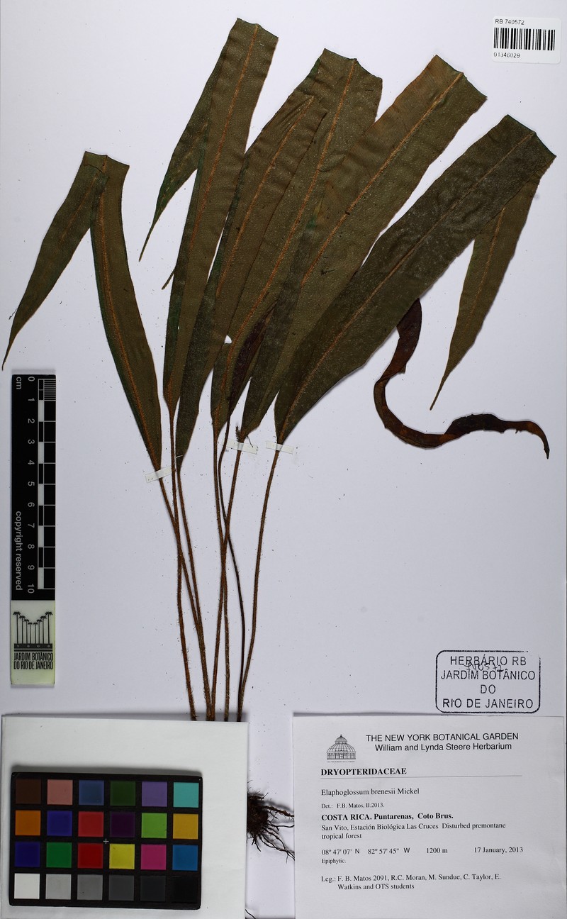 Elaphoglossum brenesii photo 2