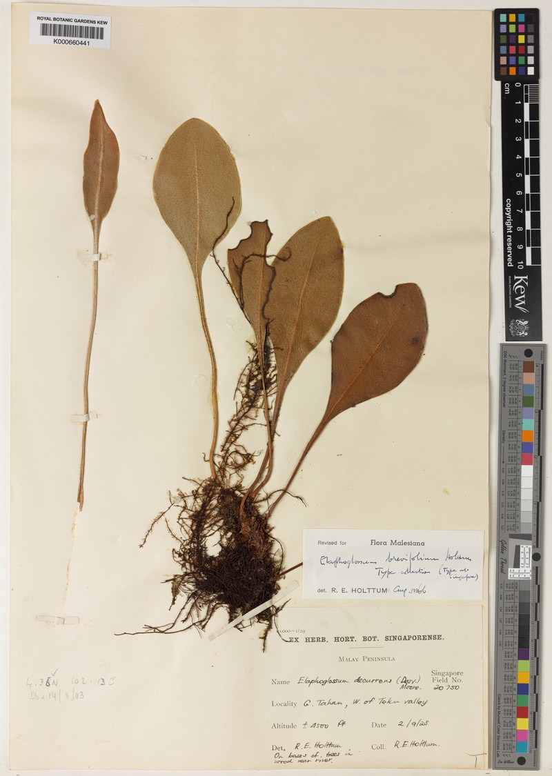 Elaphoglossum brevifolium