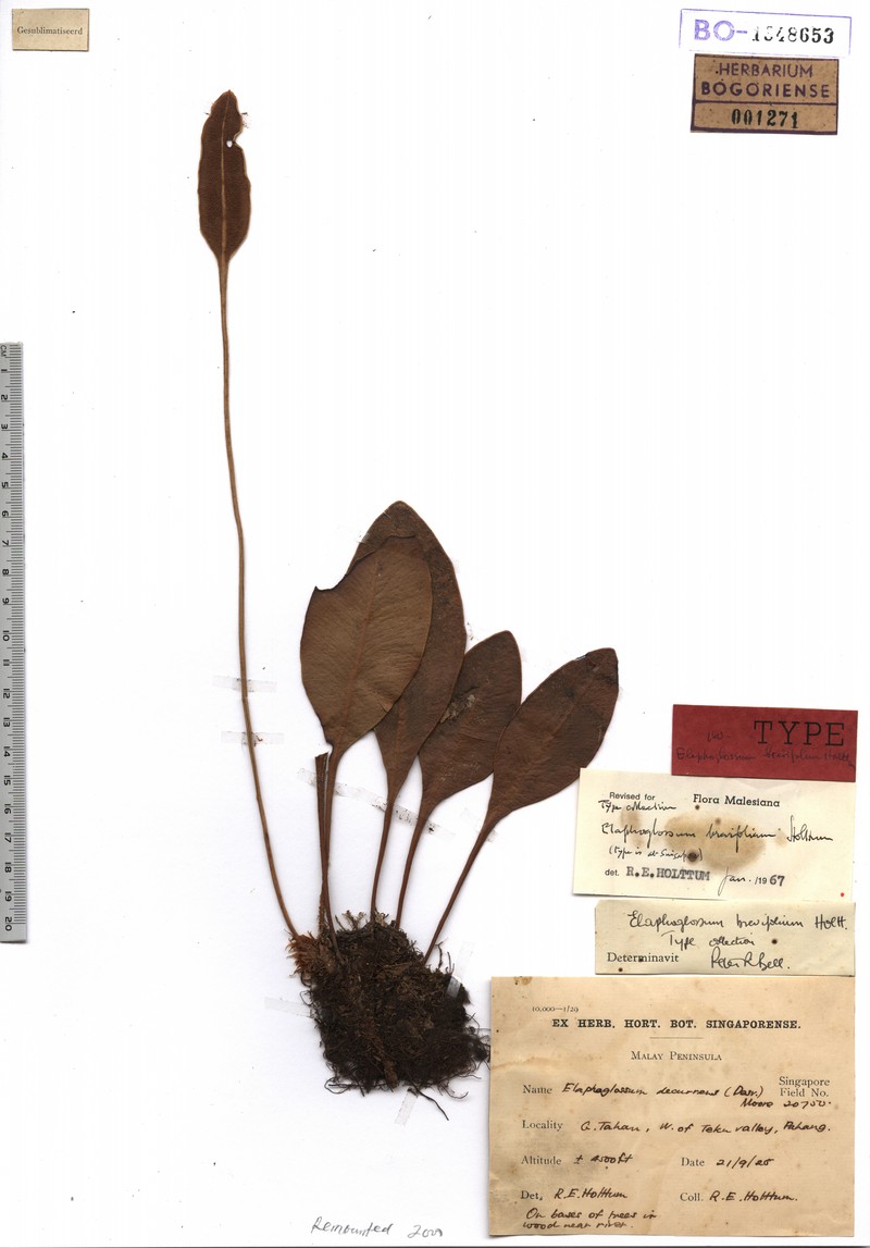 Elaphoglossum brevifolium photo 2