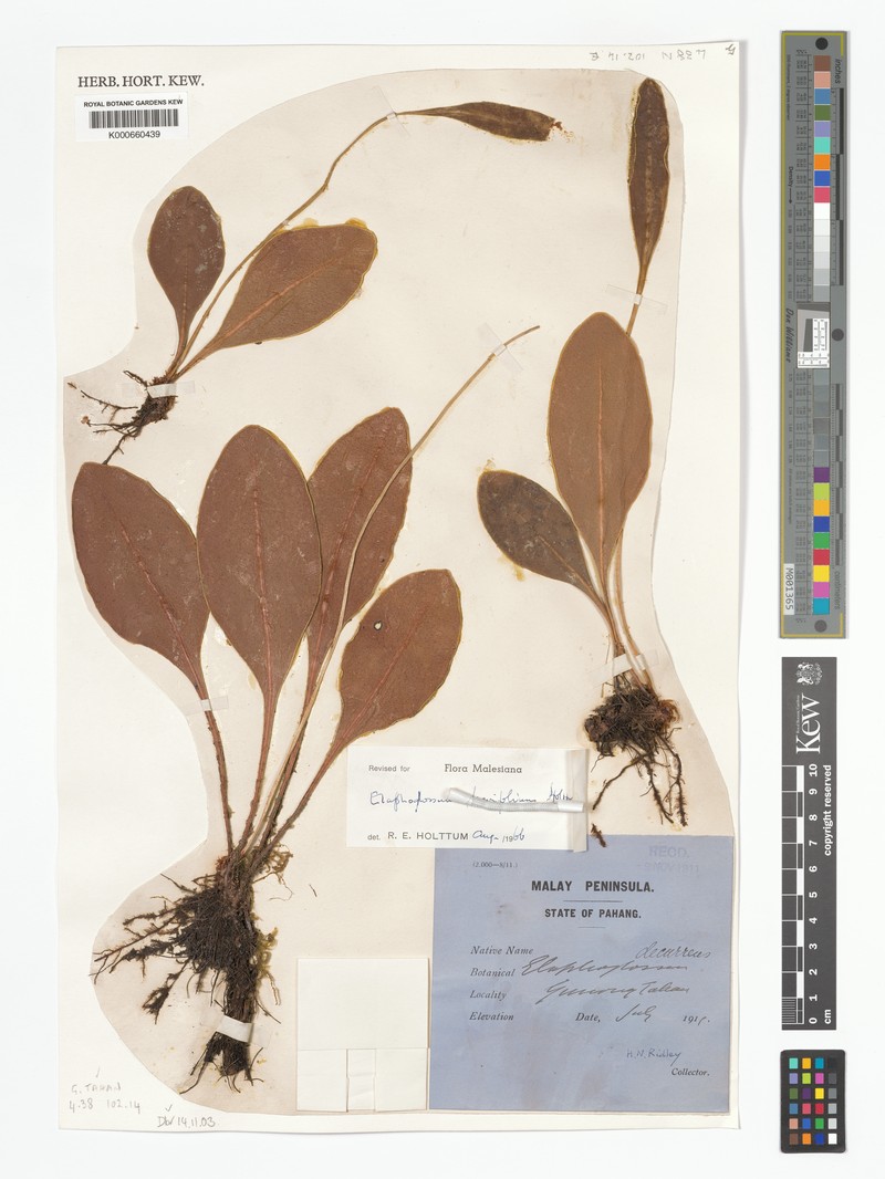 Elaphoglossum brevifolium photo 3