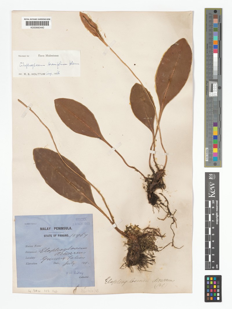 Elaphoglossum brevifolium photo 4