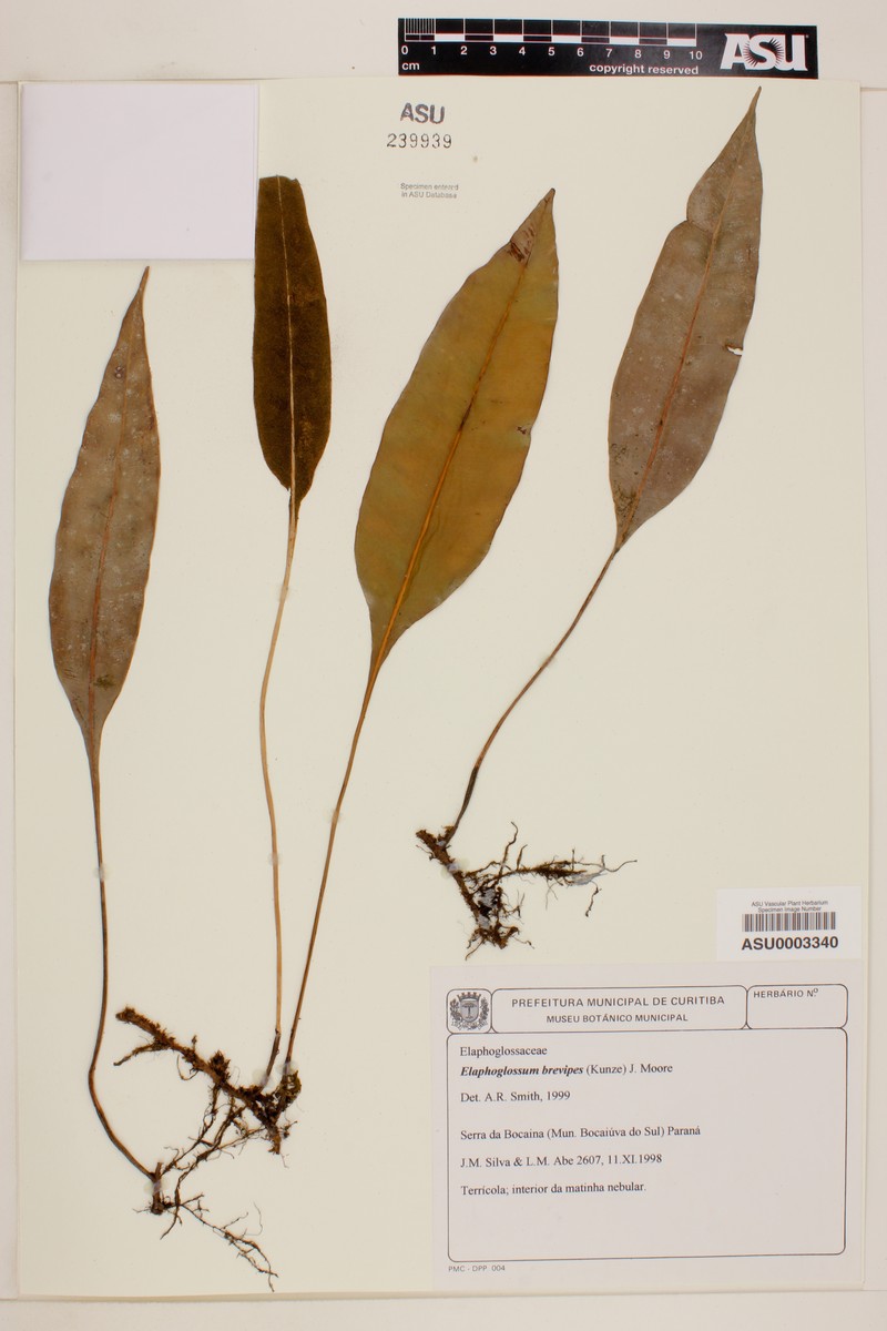 Elaphoglossum brevipes