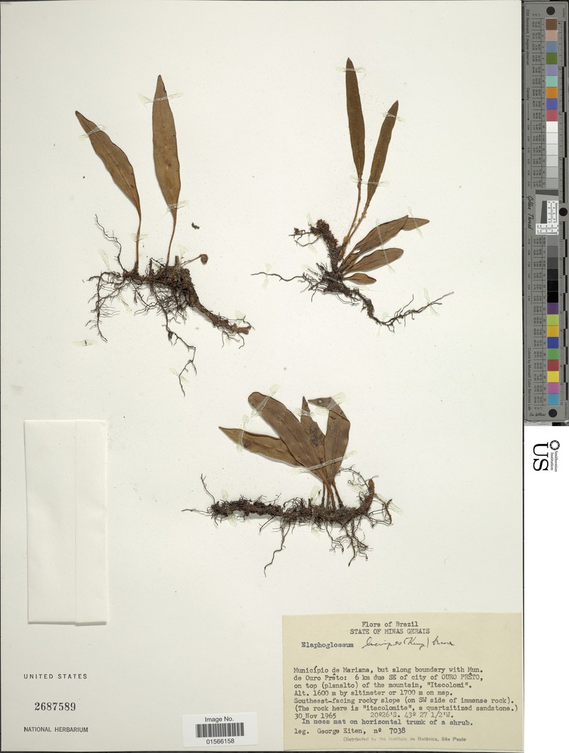 Elaphoglossum brevipes photo 2