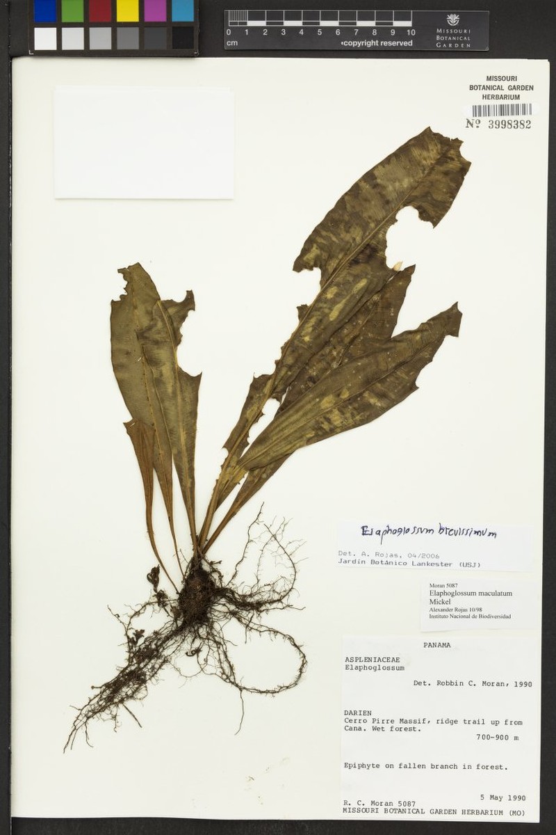 Elaphoglossum brevissimum