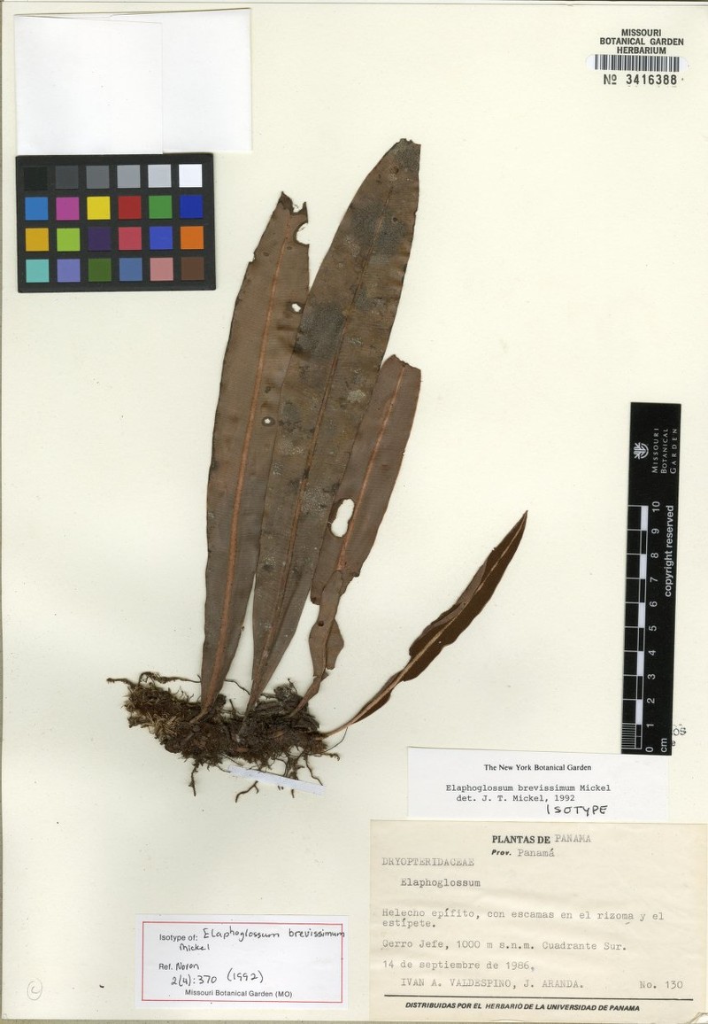 Elaphoglossum brevissimum photo 2