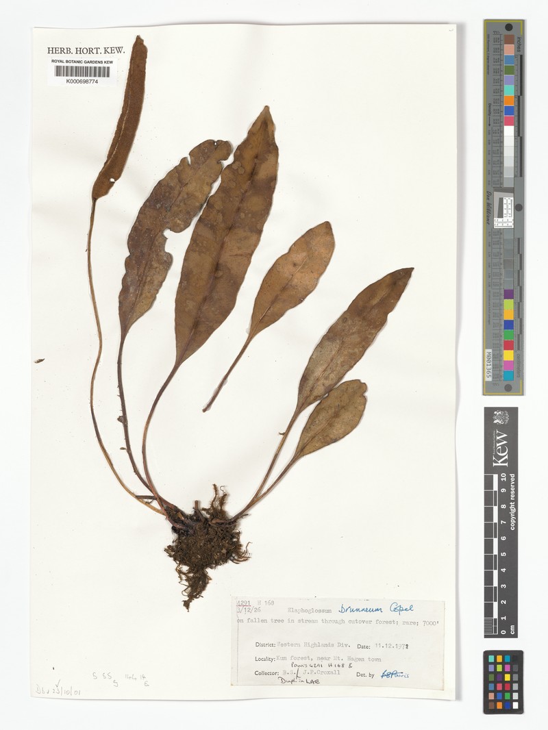 Elaphoglossum brunneum