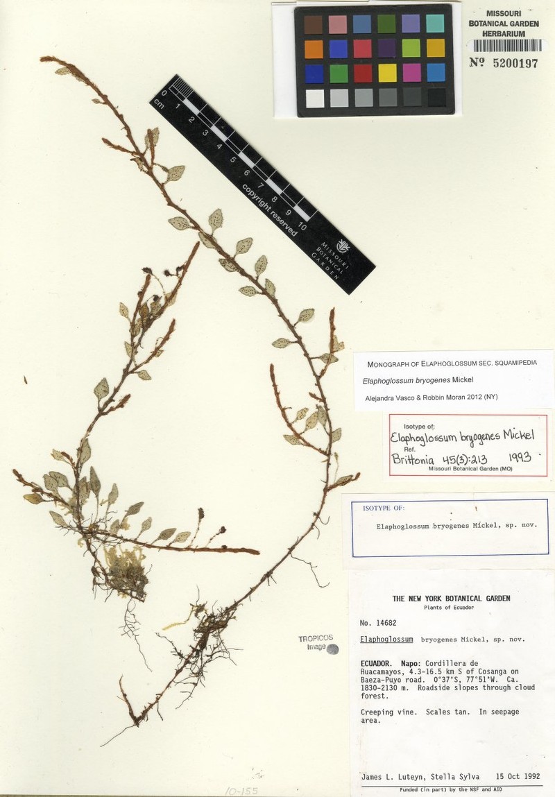 Elaphoglossum bryogenes photo 2