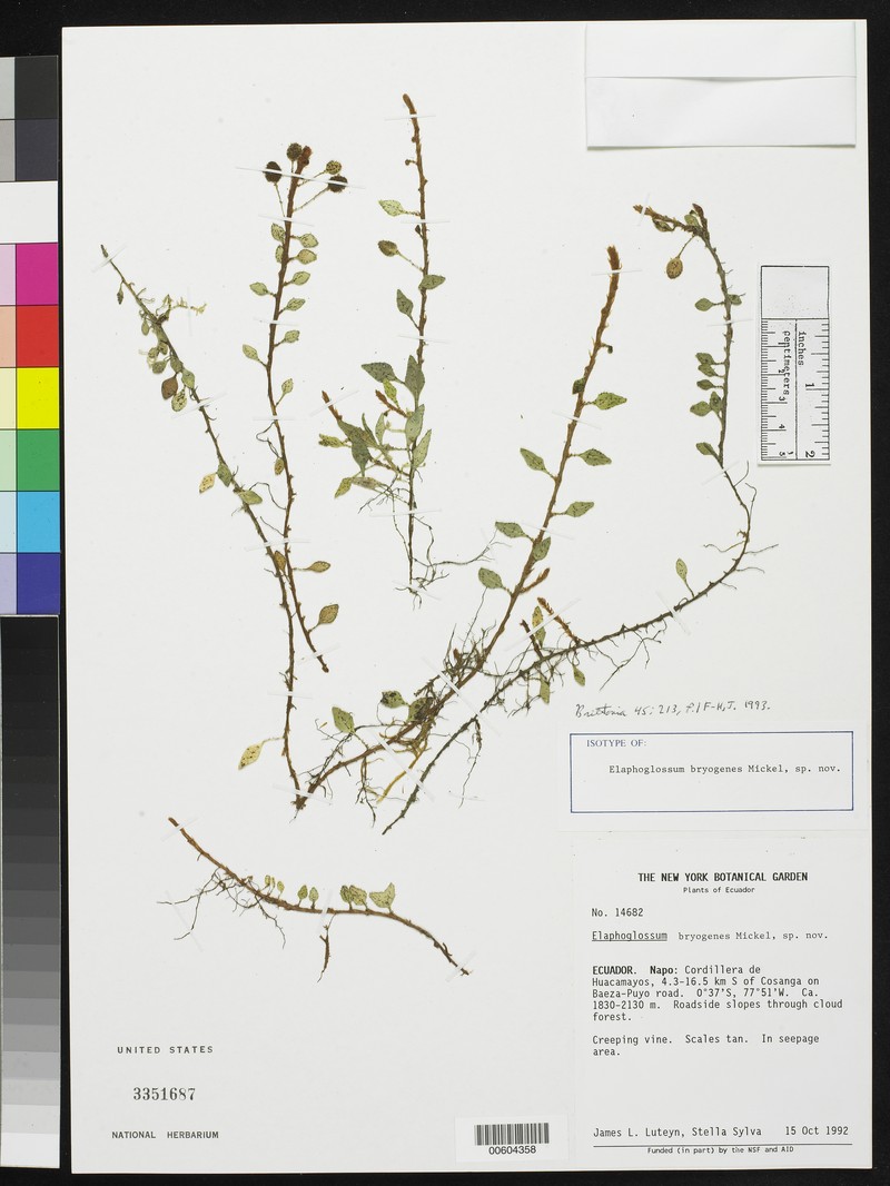Elaphoglossum bryogenes