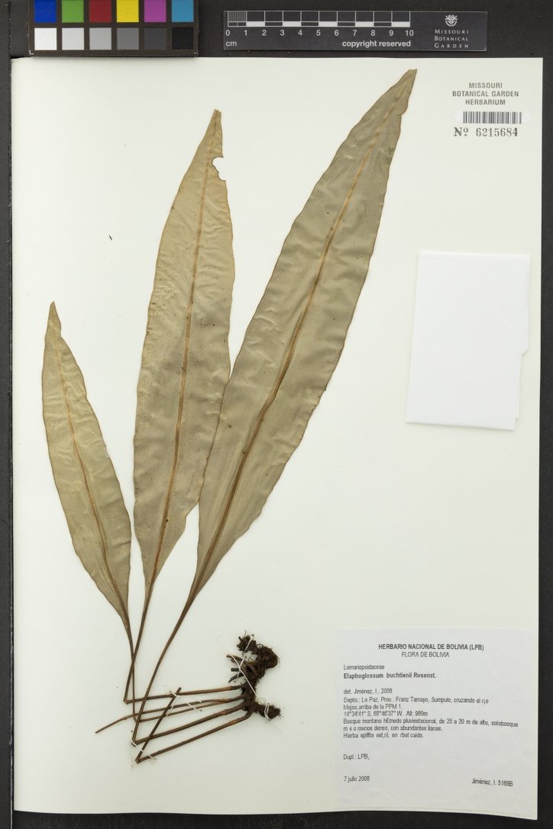 Elaphoglossum buchtienii photo 2