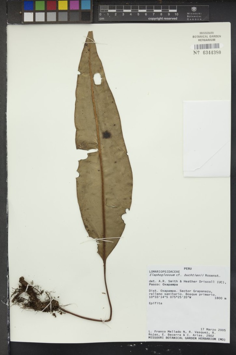 Elaphoglossum buchtienii photo 3