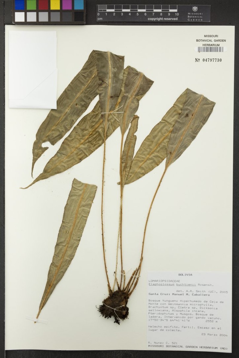 Elaphoglossum buchtienii photo 4