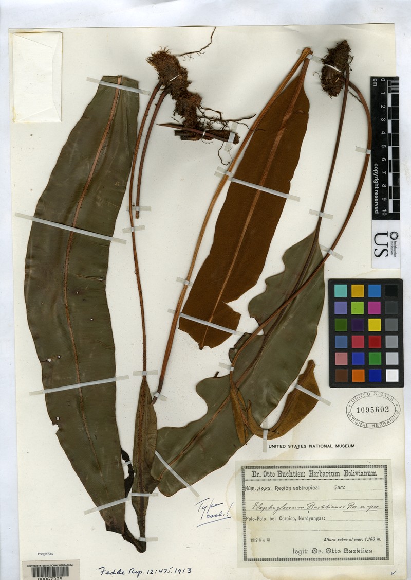 Elaphoglossum buchtienii