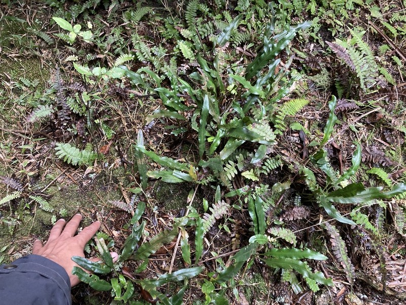 Elaphoglossum burchellii