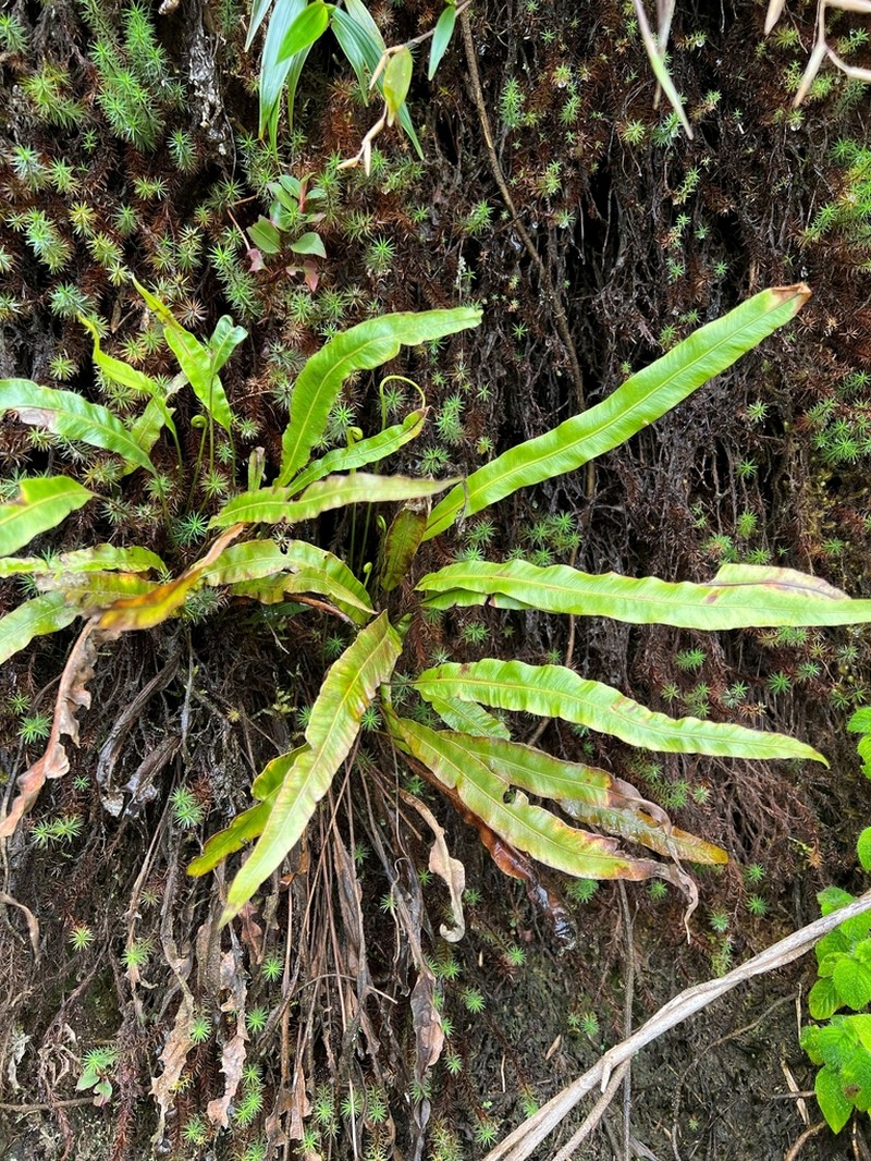 Elaphoglossum burchellii photo 2