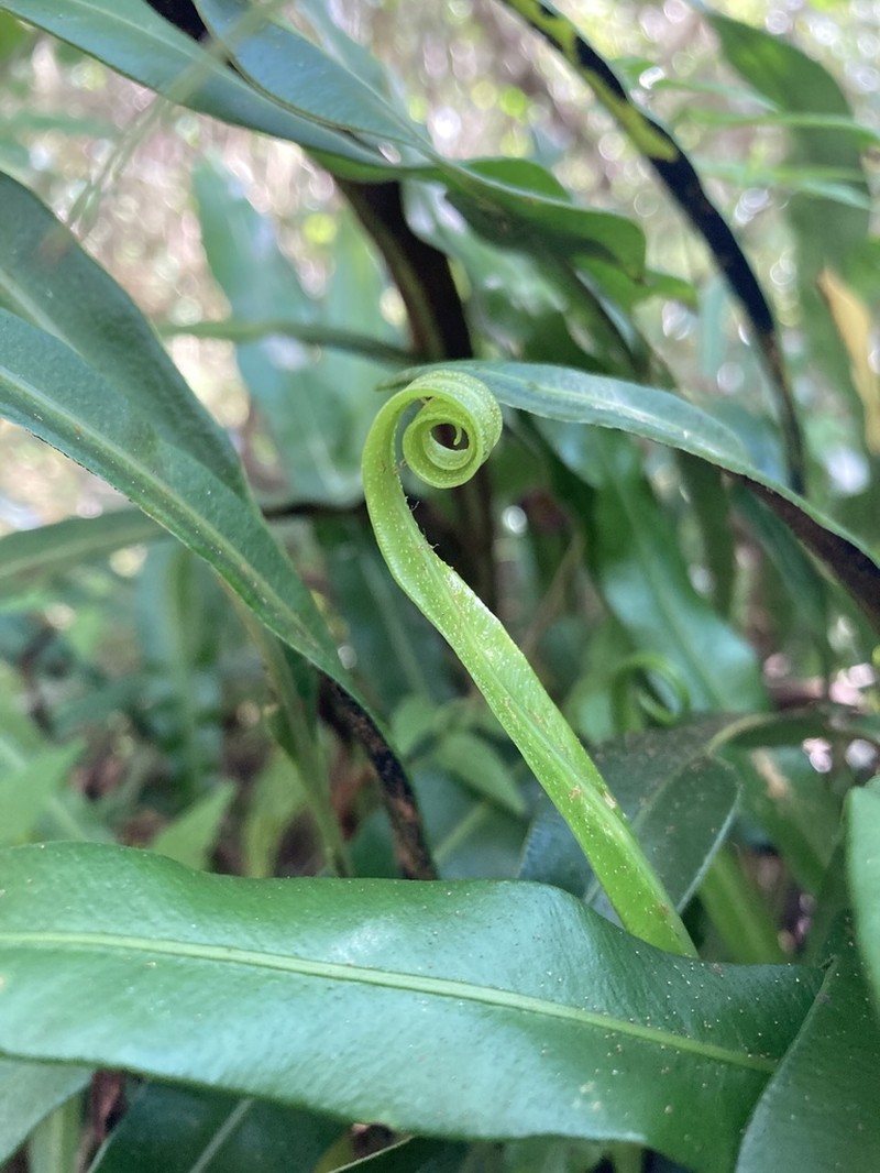 Elaphoglossum burchellii photo 3