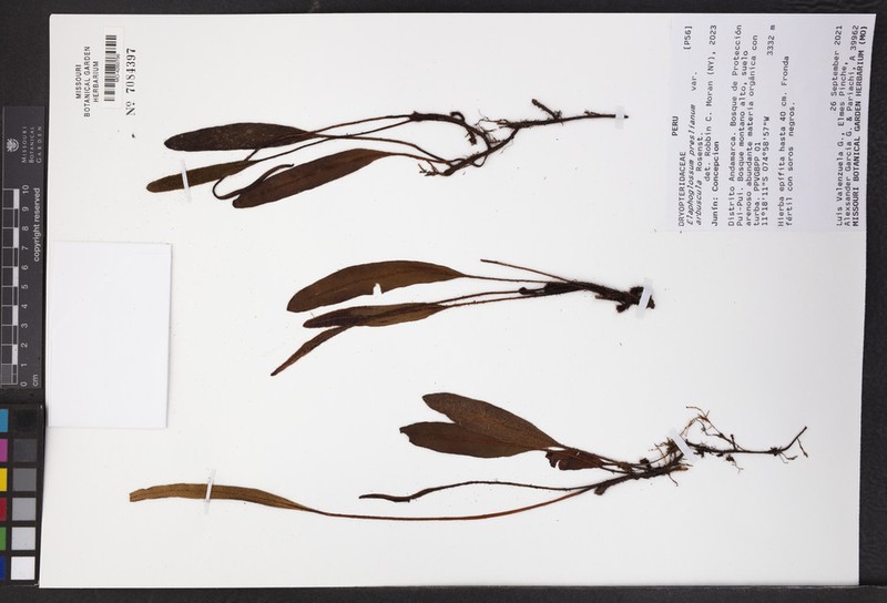 Elaphoglossum burchellii photo 4