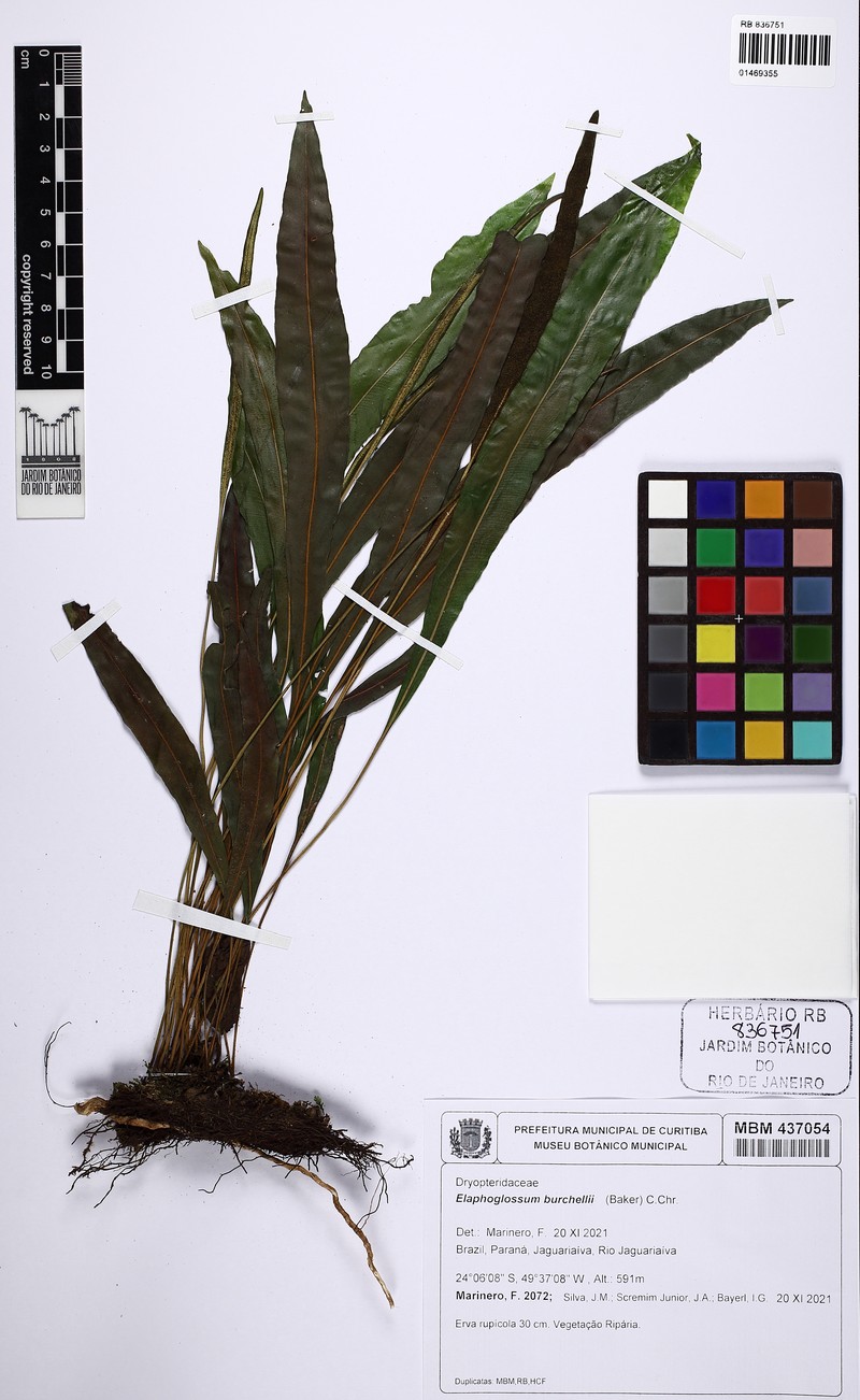 Elaphoglossum burchellii photo 5