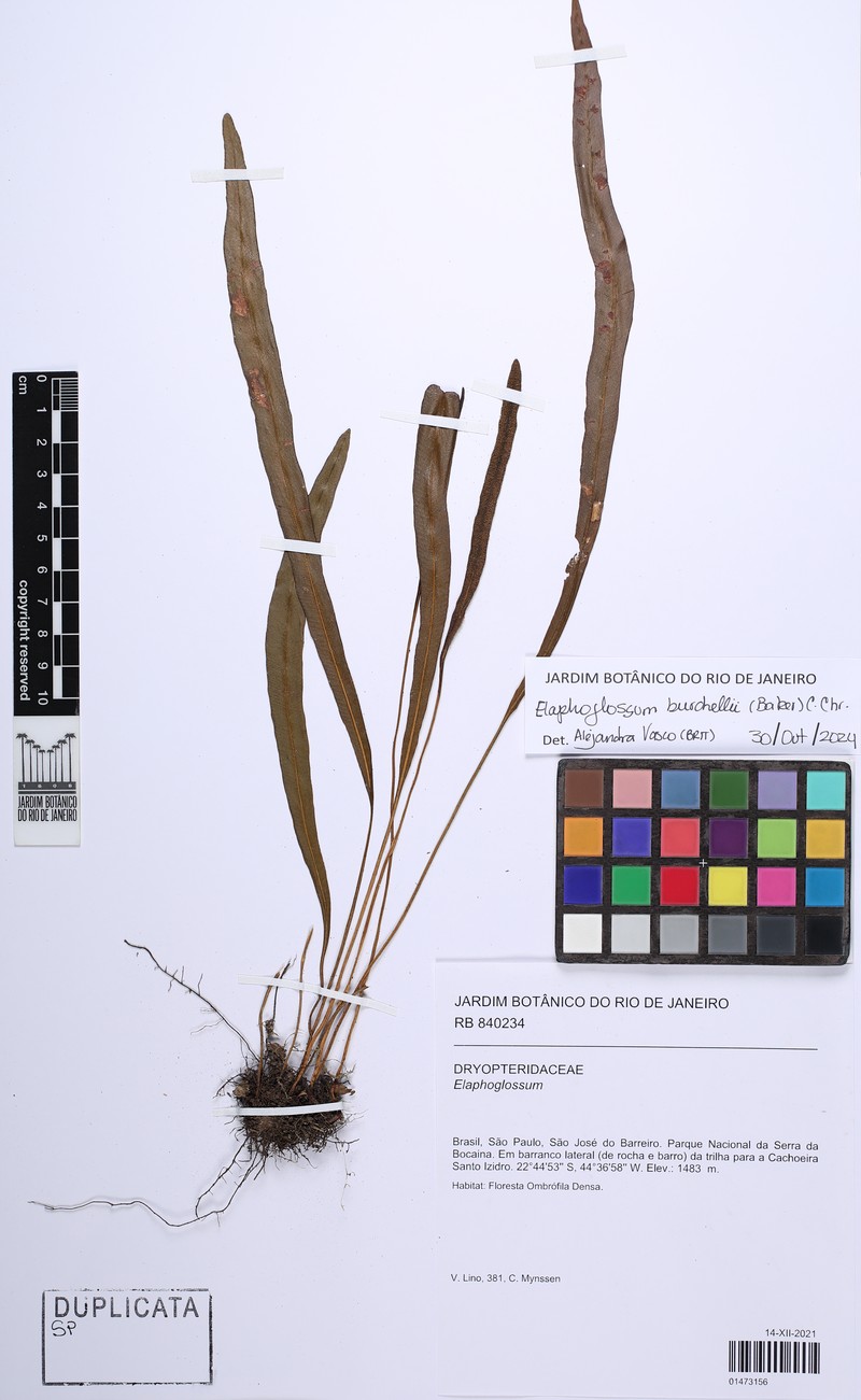 Elaphoglossum burchellii photo 6