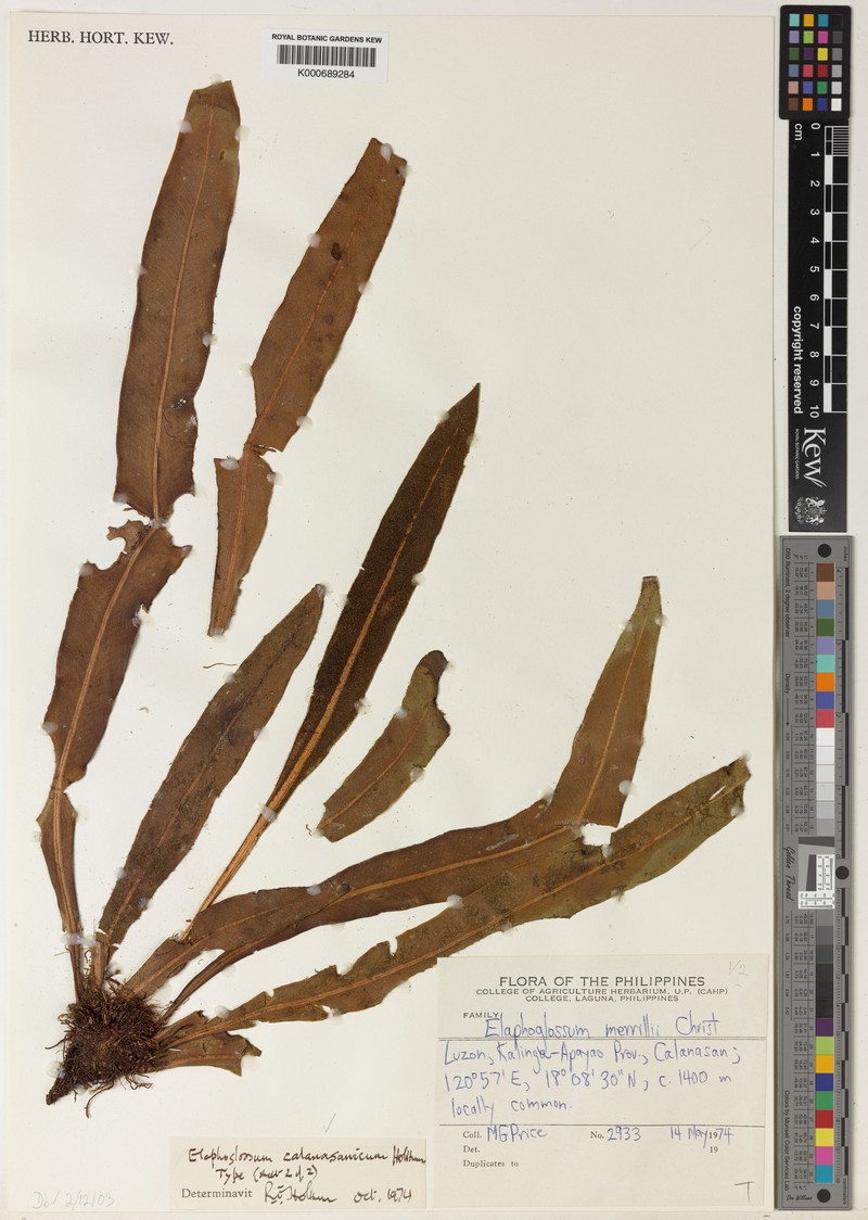 Elaphoglossum calanasanicum photo 2